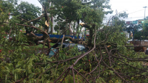 Árvore cai sobre carro durante chuva em Dourados