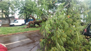 Árvore cai sobre carro durante chuva em Dourados