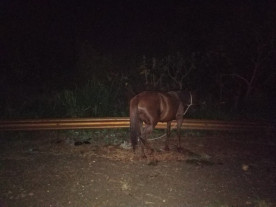 Motociclista morre após bater em cavalo que estava no meio da pista na BR-163 em Dourados