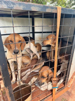 Homem é preso pela Defron acusado de maus-tratos a animais e caça em MS