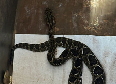 Serpente capturada nesta terça-feira; Foto: Divulgação/PMA