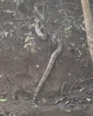 Animal apresentava bom estado de saúde e não demonstrava sinais de ferimentos; Foto: Divulgação/PMA