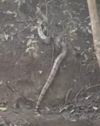 Animal apresentava bom estado de saúde e não demonstrava sinais de ferimentos; Foto: Divulgação/PMA