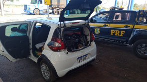 PRF apreende 804 quilos de maconha e prende 3 em ações contra o tráfico