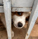 Mulher é presa por maus-tratos a animais e poluição ambiental na Capital