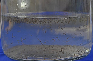 Em novo boletim epidemiológico, MS confirma 8,3 mil casos de dengue