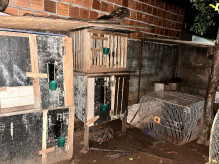 Policiais civis acabam com rinha e resgatam animais em cidade de MS