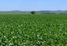 Prazo para cadastro de áreas de soja termina no sábado em Mato Grosso do Sul