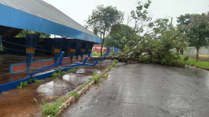 Chuva forte em Dourados volta a derrubar árvores e poste; confira as fotos