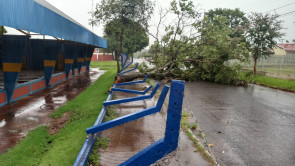 Chuva forte em Dourados volta a derrubar árvores e poste; confira as fotos