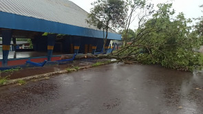Chuva forte em Dourados volta a derrubar árvores e poste; confira as fotos