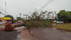 Chuva forte em Dourados volta a derrubar árvores e poste; confira as fotos
