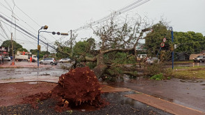 Chuva forte em Dourados volta a derrubar árvores e poste; confira as fotos