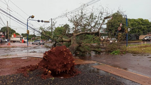 Chuva forte em Dourados volta a derrubar árvores e poste; confira as fotos