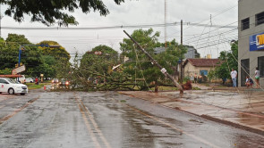 Chuva forte em Dourados volta a derrubar árvores e poste; confira as fotos