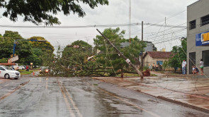 Chuva forte em Dourados volta a derrubar árvores e poste; confira as fotos