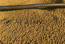 Exportações de soja e milho garantem superávit de US$ 462 milhões em MS