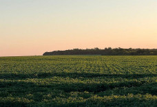 MS ganha destaque internacional com agricultura regenerativa tropical