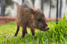 Fêmea de cateto que não pode voltar à natureza encontra novo lar no Bioparque