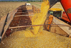 Exportação de DDG à China pode impactar mercado interno de MS; entenda