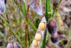 Colheita da soja avança em MS e já alcança 27,7% da área acompanhada