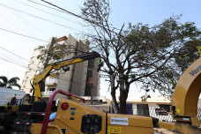 Instituto de Meio Ambiente remove centenas de árvores condenadas e planta 700 mudas