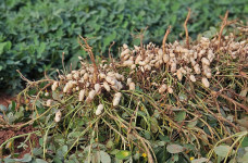 Vale da Celulose abre espaço para a diversificação com citrus e amendoim