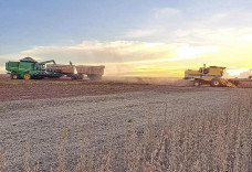 Colheita da soja e plantio do milho entram na fase final em MS