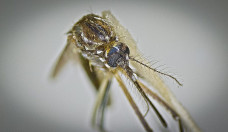 Casos prováveis de Chikungunya passam de 3,6 mil em Mato Grosso do Sul