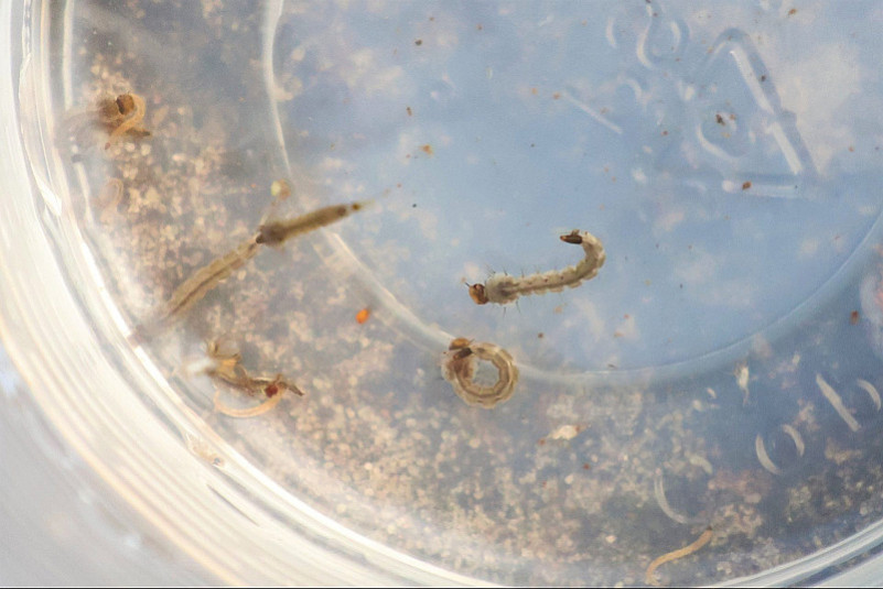 Dourados investiga mais uma morte suspeita de chikungunya, aponta boletim