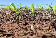 Clima exige monitoramento das lavouras de milho no próximo trimestre em MS