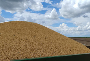 Soja assume liderança de vendas externas em Mato Grosso do Sul