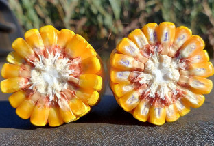 Exportações de grãos refletem cenário de oferta elevada e ajustes na demanda