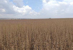Vazio sanitário começará em 15 de junho em Mato Grosso do Sul, define Mapa