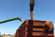 Colheita da soja alcança 97,1% da área em Mato Grosso do Sul