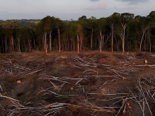 Justiça de MS apura desmate 61 hectares de vegetação nativa em Amambai