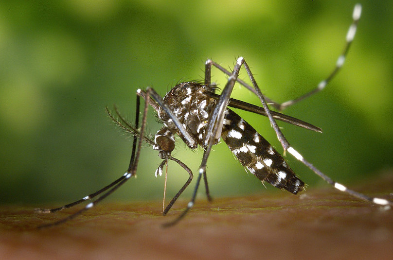 Dourados chega a 2.971 casos confirmados de chikungunya e mantém alta circulação do vírus