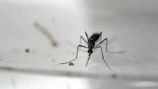 Chikungunya avança com 5,4 mil casos prováveis e 3,1 mil confirmações em Dourados