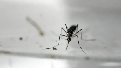 Chikungunya avança com 5,4 mil casos prováveis e 3,1 mil confirmações em Dourados