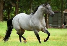 Leilão de cavalos da Fazenda e Haras Continental é destaque na 60ª Expoagro