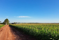 Produzir um hectare de milho custa quase R$ 5 mil em Mato Grosso do Sul