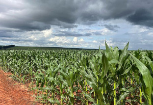 Milho 2ª safra mantém bom potencial produtivo em Mato Grosso do Sul