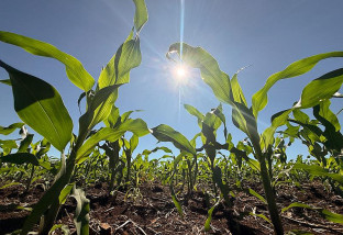 Crédito rural desacelera e recua 39,5% em Mato Grosso do Sul no mês de abril
