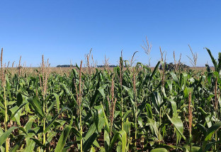 Milho segunda safra mantém cenário favorável em Mato Grosso do Sul