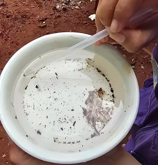 Chikungunya faz 14ª vítima em Dourados; homem de 68 anos morreu após quase 20 dias internado