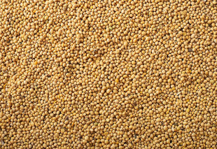 MS mantém superávit de US$ 802 milhões em maio, impulsionada por soja e carne bovina