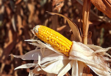 Colheita do milho registra atraso e alcança apenas 0,1% da área cultivada em MS