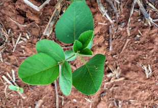 Vazio sanitário da soja está em vigor até 15 de setembro em Mato Grosso do Sul