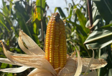 Colheita do milho avança lentamente em Mato Grosso do Sul