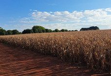 Lavouras mantém bom potencial produtivo e colheita da 2ª safra alcança 2,8% da área